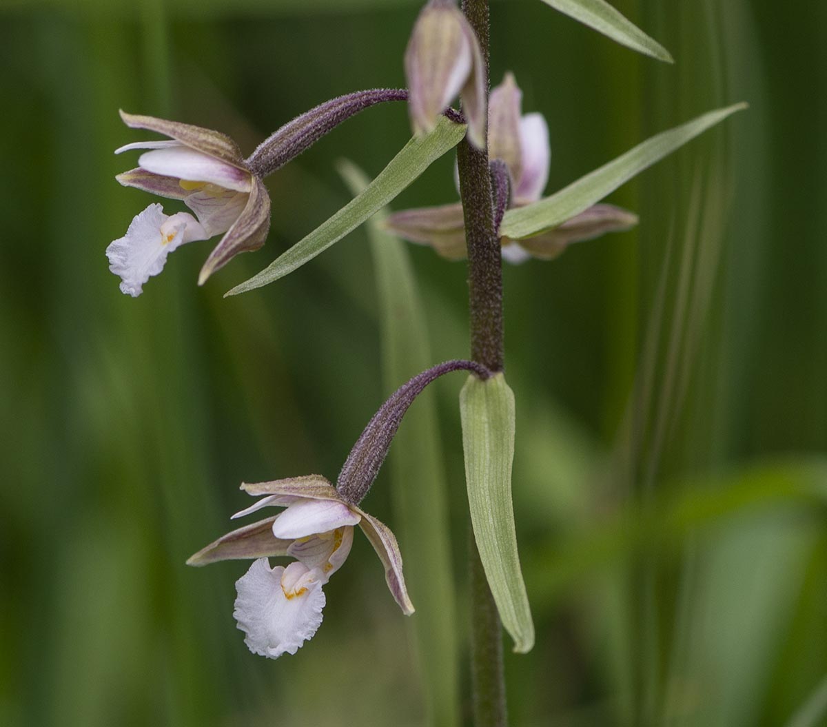 Blüten seitlich